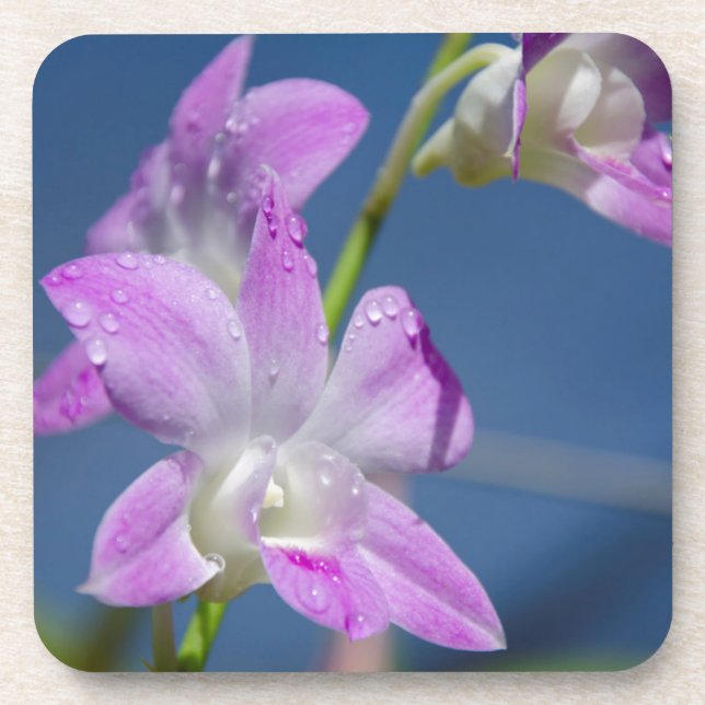 Dessous-de-verre Australie, Territoire du Nord, Darwin (Devant)