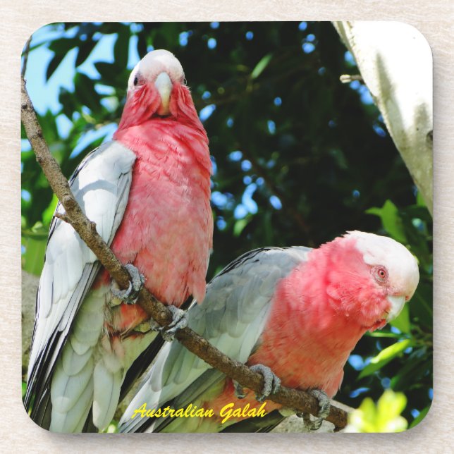 Dessous-de-verre Australien Galah - cacatoès rose (Devant)