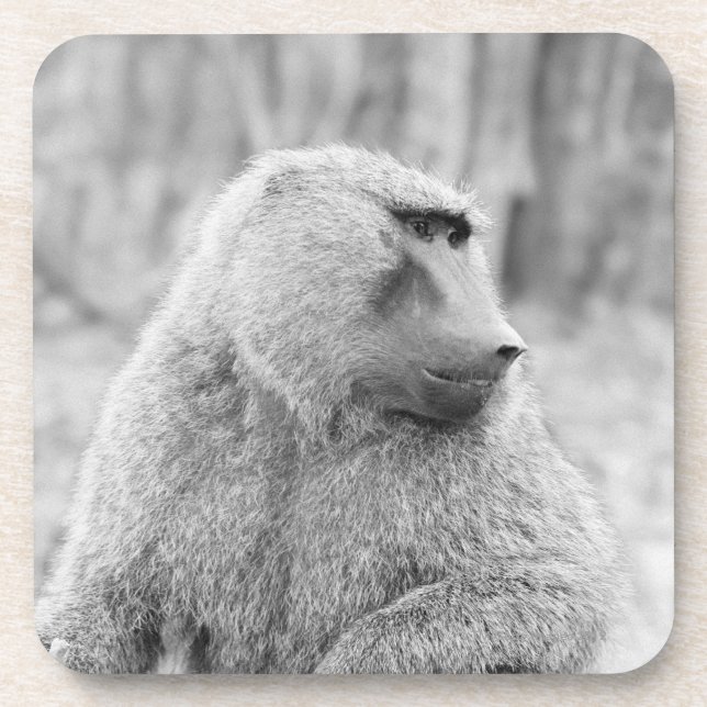 Dessous-de-verre Babouin africain (Devant)