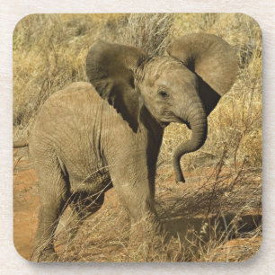 Dessous-de-verre Baby African Elephant, Loxodonta Africana,
