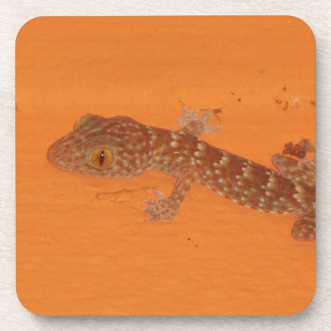 Dessous-de-verre Baby Tokay Gecko (Devant)