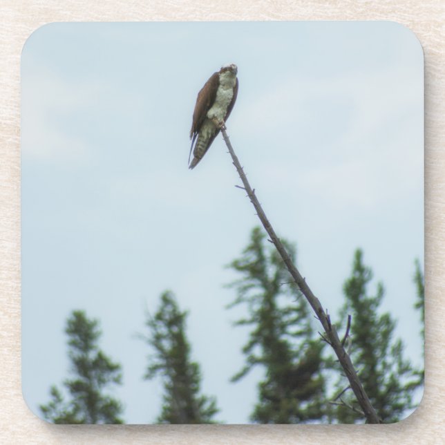 Dessous-de-verre Balbuzard pêcheur 9028 (Devant)
