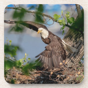 Dessous-de-verre Bald Eagle quittant le nid