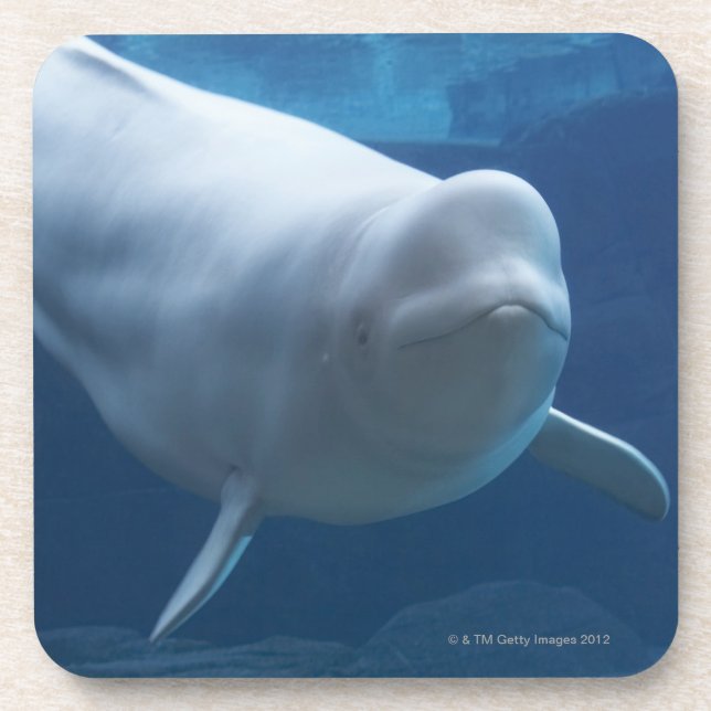 Dessous-de-verre Baleine de beluga (leucas de Delphinapterus) (Devant)
