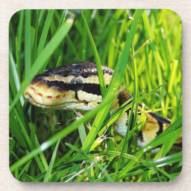 Dessous-de-verre Ball Python serpent dans l'herbe (Devant)