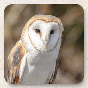 Dessous-de-verre Barn Owl