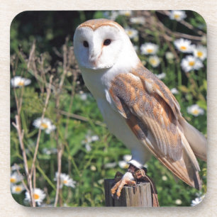 Dessous-de-verre Barn Owl