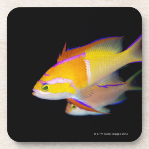 Dessous-de-verre Barre blanche Anthias