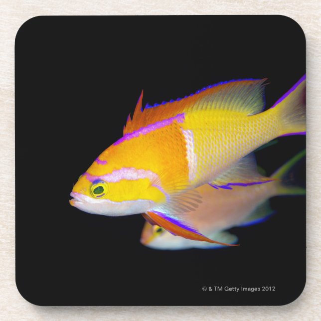 Dessous-de-verre Barre blanche Anthias (Devant)
