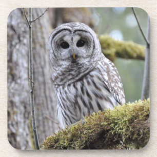 Dessous-de-verre Barred Owl Coaster
