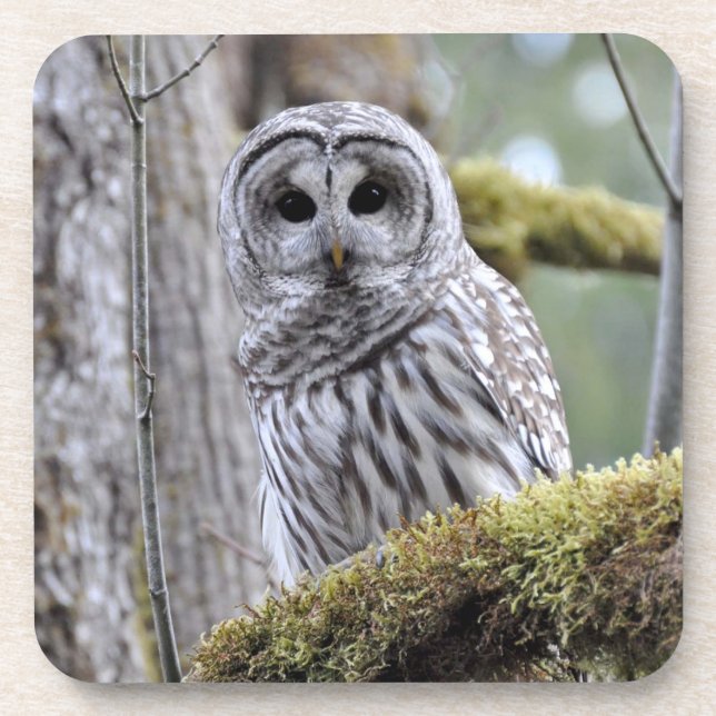 Dessous-de-verre Barred Owl Coaster (Devant)