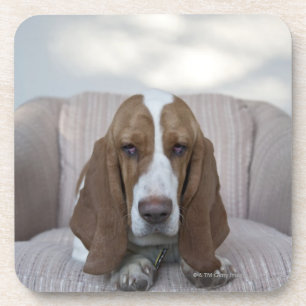 Dessous-de-verre Basset Hound