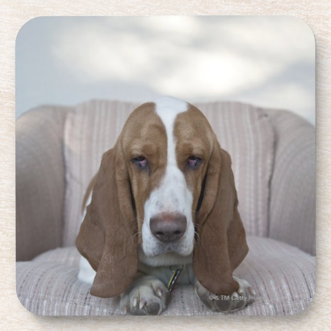 Dessous-de-verre Basset Hound (Devant)