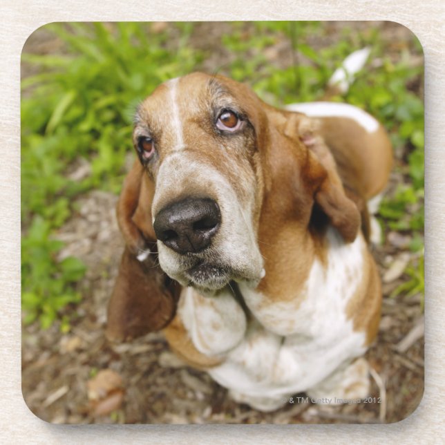 Dessous-de-verre Basset Hound 2 (Devant)