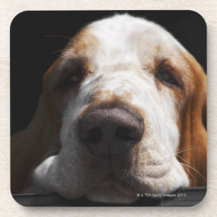 Dessous-de-verre Basset Hound reposant sa tête