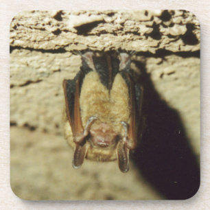 Dessous-de-verre Bat