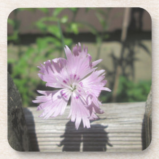 Dessous-de-verre Bath Dianthus