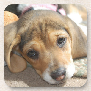 Dessous de verre beagles à chiot