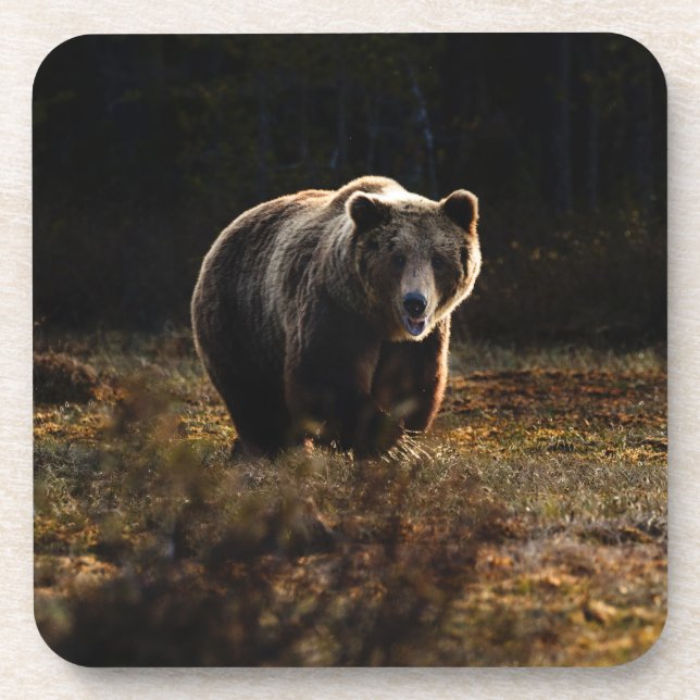 Dessous-de-verre Bear Beverage Coaster (Devant)