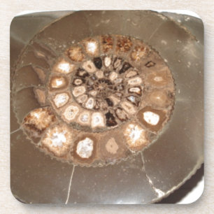 Dessous-de-verre Beau Dactylioceras à l'ammnite fossile