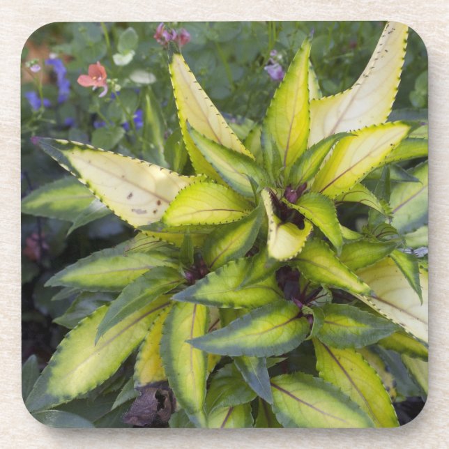 Dessous-de-verre Beau grand feuille vert clair (Devant)