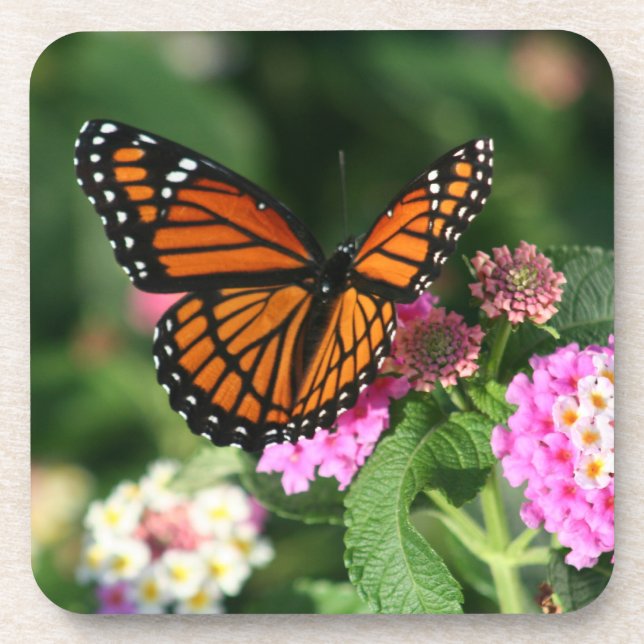Dessous-de-verre Beau papillon de monarque sur Flowers.Coasters (Devant)