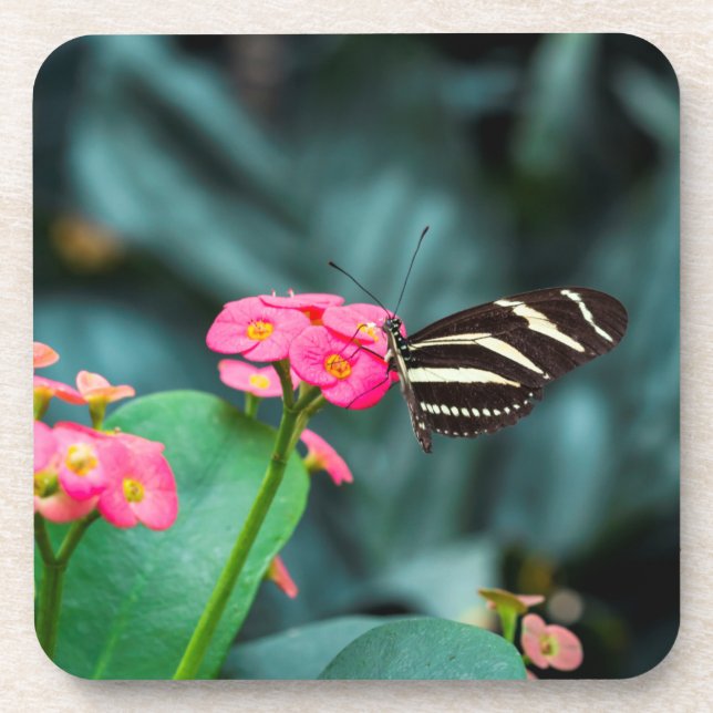 Dessous-de-verre Beau papillon sur une fleur rose (Devant)