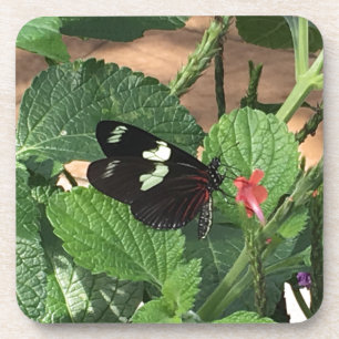 Dessous-de-verre Beauté du papillon noir et blanc