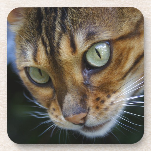 Dessous-de-verre Beautiful Bengal Cat (Devant)
