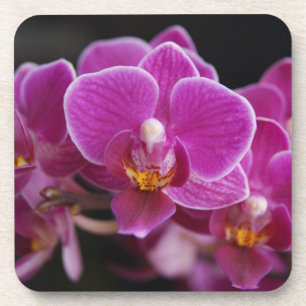 Dessous-de-verre Beautiful Pink Phalaenopsis Orchid Blooming