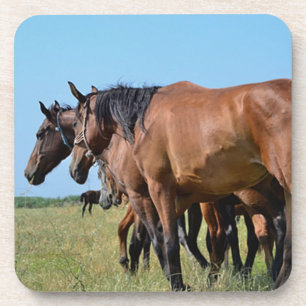 Dessous-de-verre Beaux Chevaux de Baie