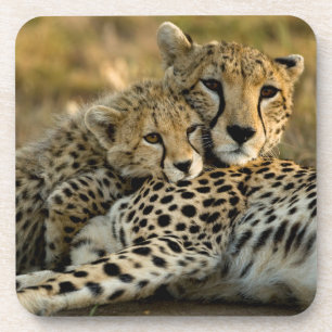 Dessous-de-verre Bébé guépard câlinant avec sa mère