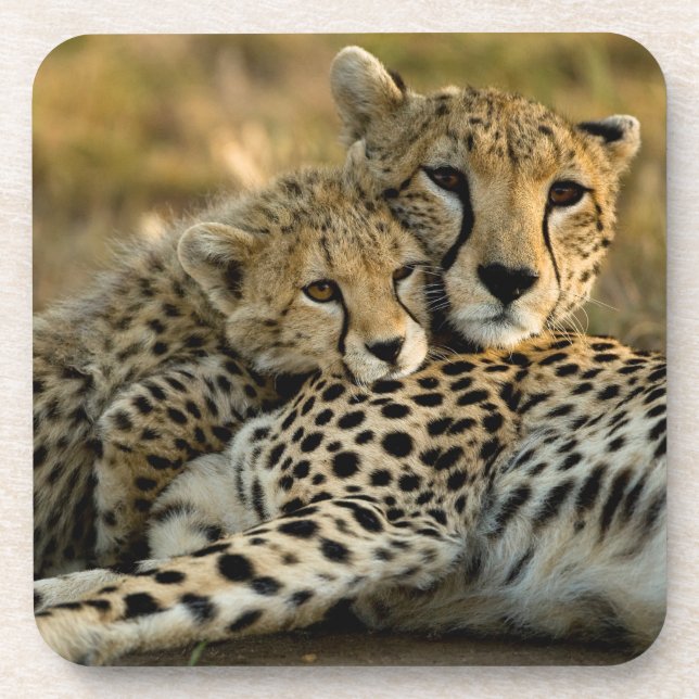 Dessous-de-verre Bébé guépard câlinant avec sa mère (Devant)