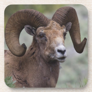 Dessous-de-verre Bélier de mouton de montagne des Rocheuses