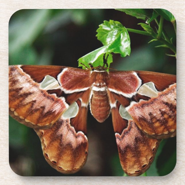 Dessous-de-verre Belle Moth Atlas (Devant)
