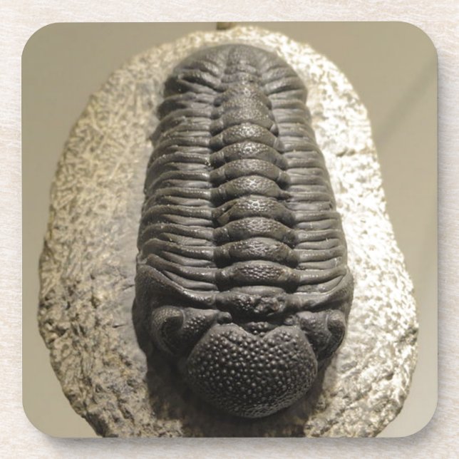 Dessous-de-verre Belle Phacops trilobite photo fossile (Devant)