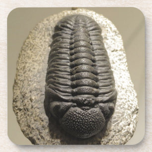 Dessous-de-verre Belle photo de fossile de trilobite de Phacops