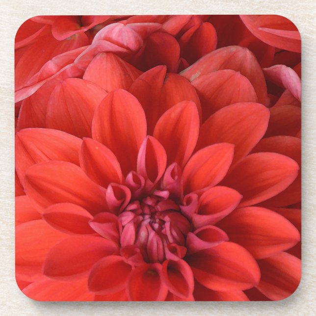 Dessous-de-verre Belles fleurs de dahlia rouge (Devant)