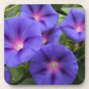 Dessous-de-verre Belles gloires de matin en fleur