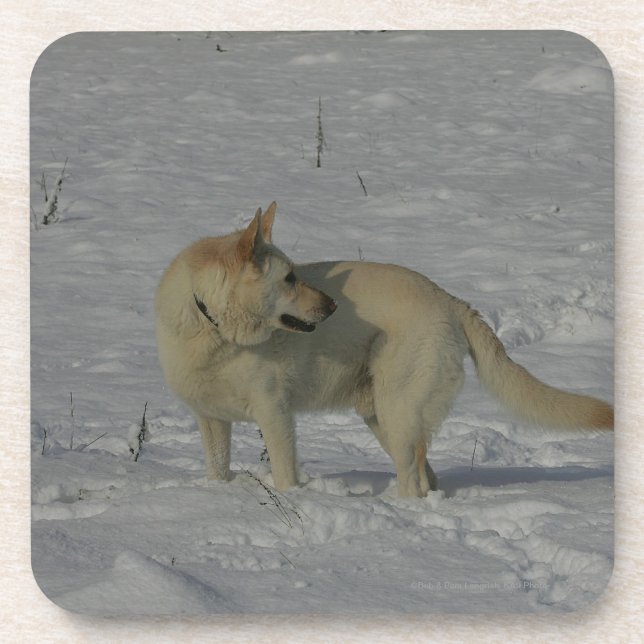 Dessous-de-verre Berger allemand blanc dans la neige (Devant)