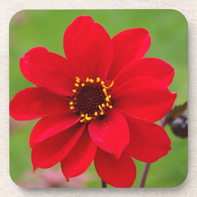 Dessous-de-verre Bishop de Llandaff Dahlia (Devant)