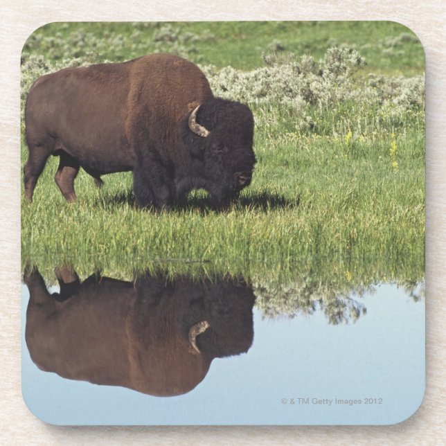 Dessous-de-verre Bison (bison de bison) sur le pré herbeux (Devant)