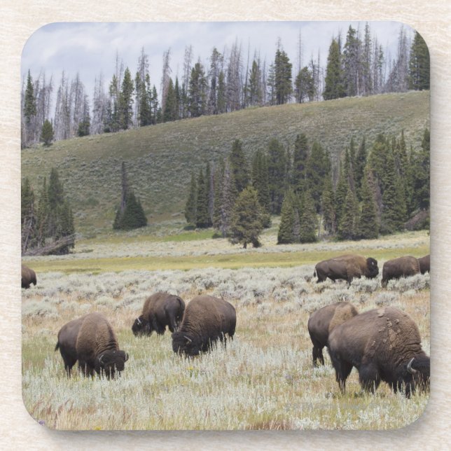 Dessous-de-verre Bison dans la vallée de Hayden de Yellowstone (Devant)