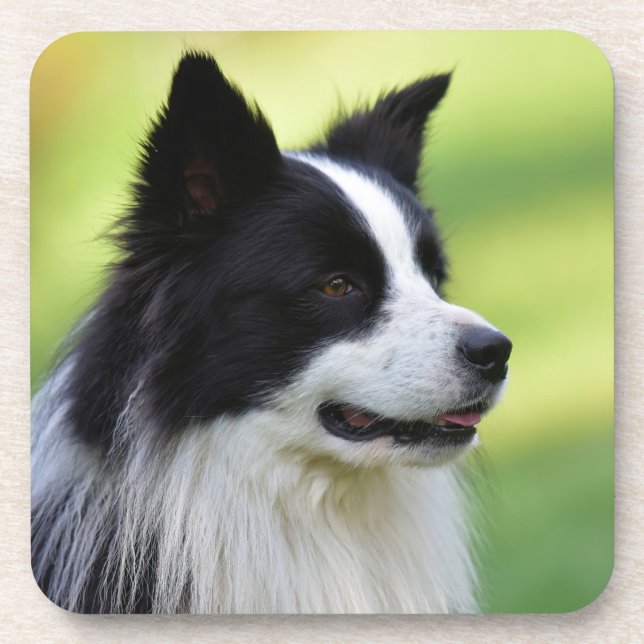 Dessous-de-verre Black and White Border Collie Dog (Devant)