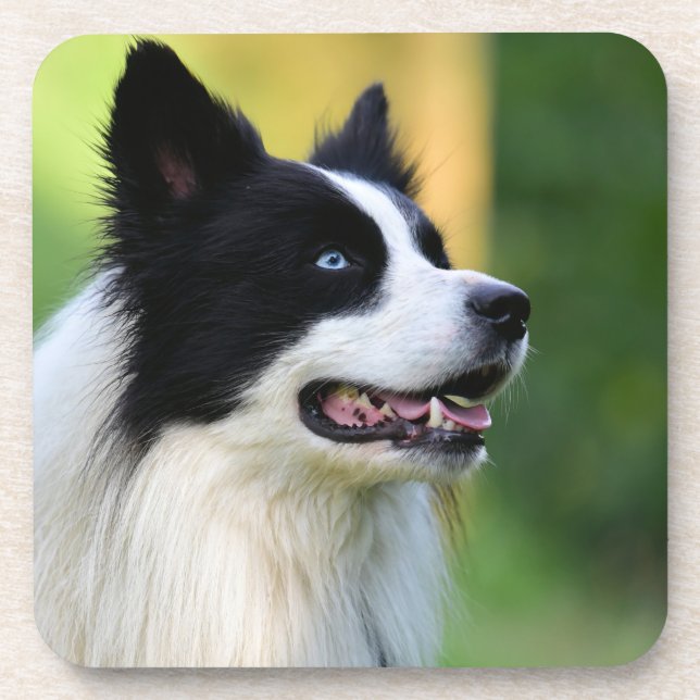 Dessous-de-verre Black and White Border Collie Dog (Devant)