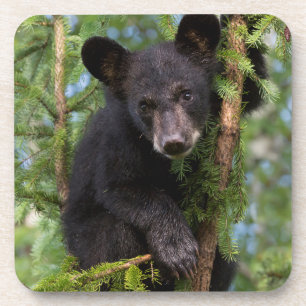 Dessous-de-verre Black Bear Cub Jouer dans les arbres
