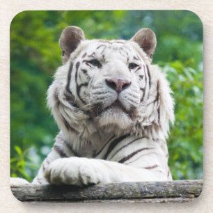Dessous de verre blancs de tigre