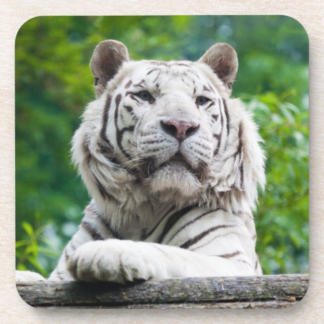 Dessous de verre blancs de tigre (Devant)