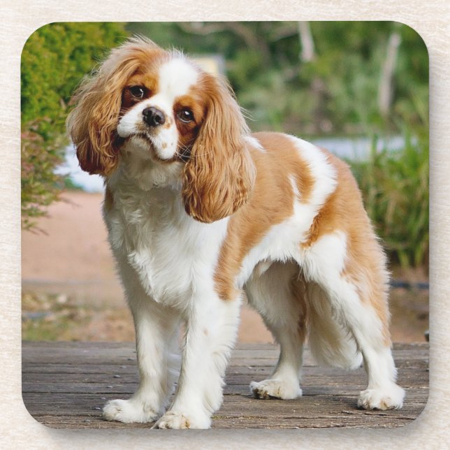 Dessous-de-verre Blenheim Cavalier King Charles Spaniel Chien Chien (Devant)