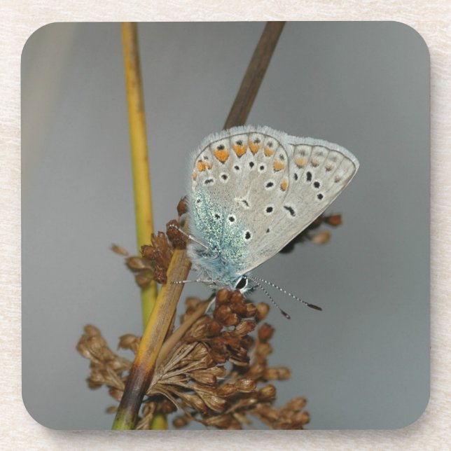 Dessous-de-verre Bleu blanc orange avec points noirs Papillon (Devant)